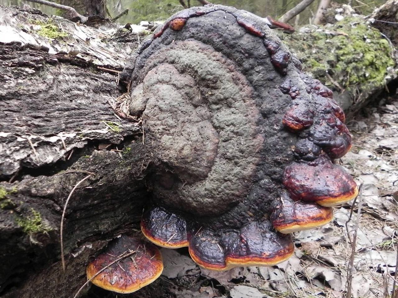 Fomitopsis pinicola АMF 2015хххх-02