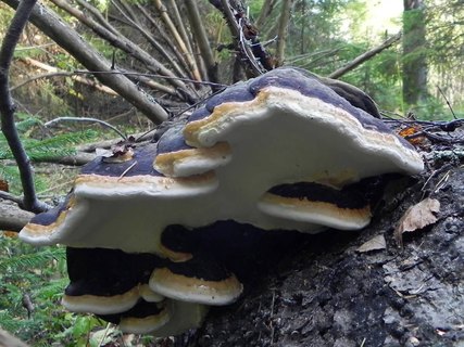 Fomitopsis pinicola АMF 2015хххх-04