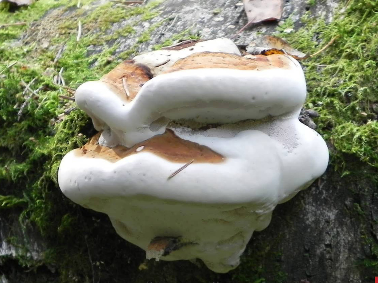 Fomitopsis pinicola АMF 2015хххх-05