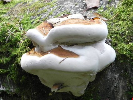 Fomitopsis pinicola АMF 2015хххх-05