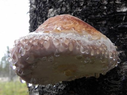 Fomitopsis pinicola АMF 2015хххх-06