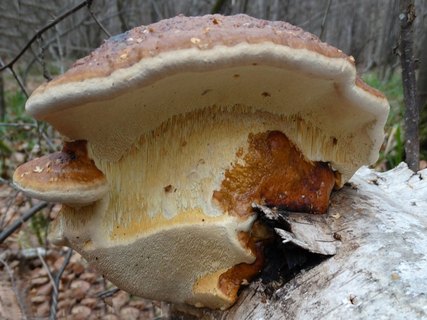 Fomitopsis pinicola АMF 20141115-08