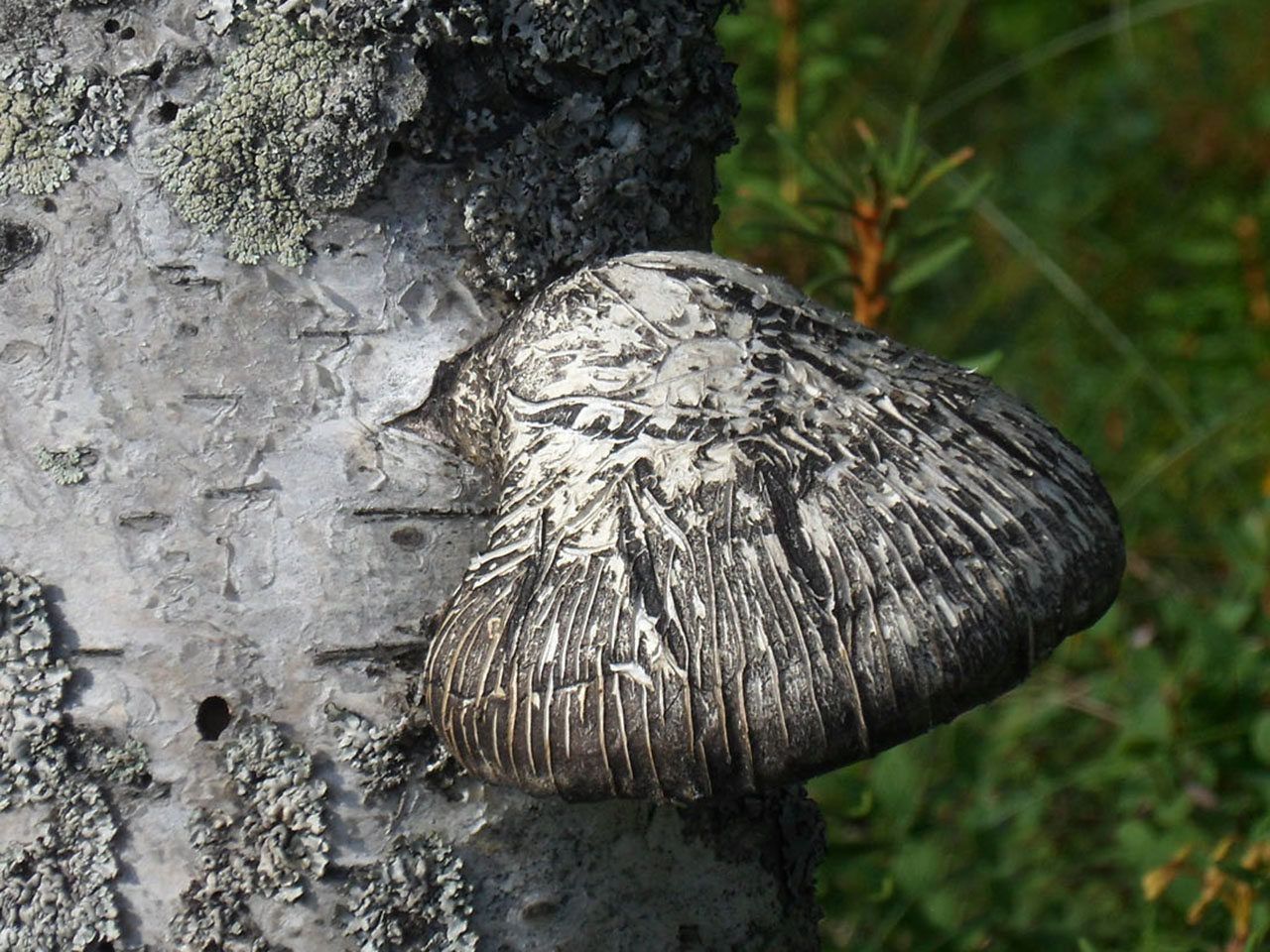 Fomitopsis betulina