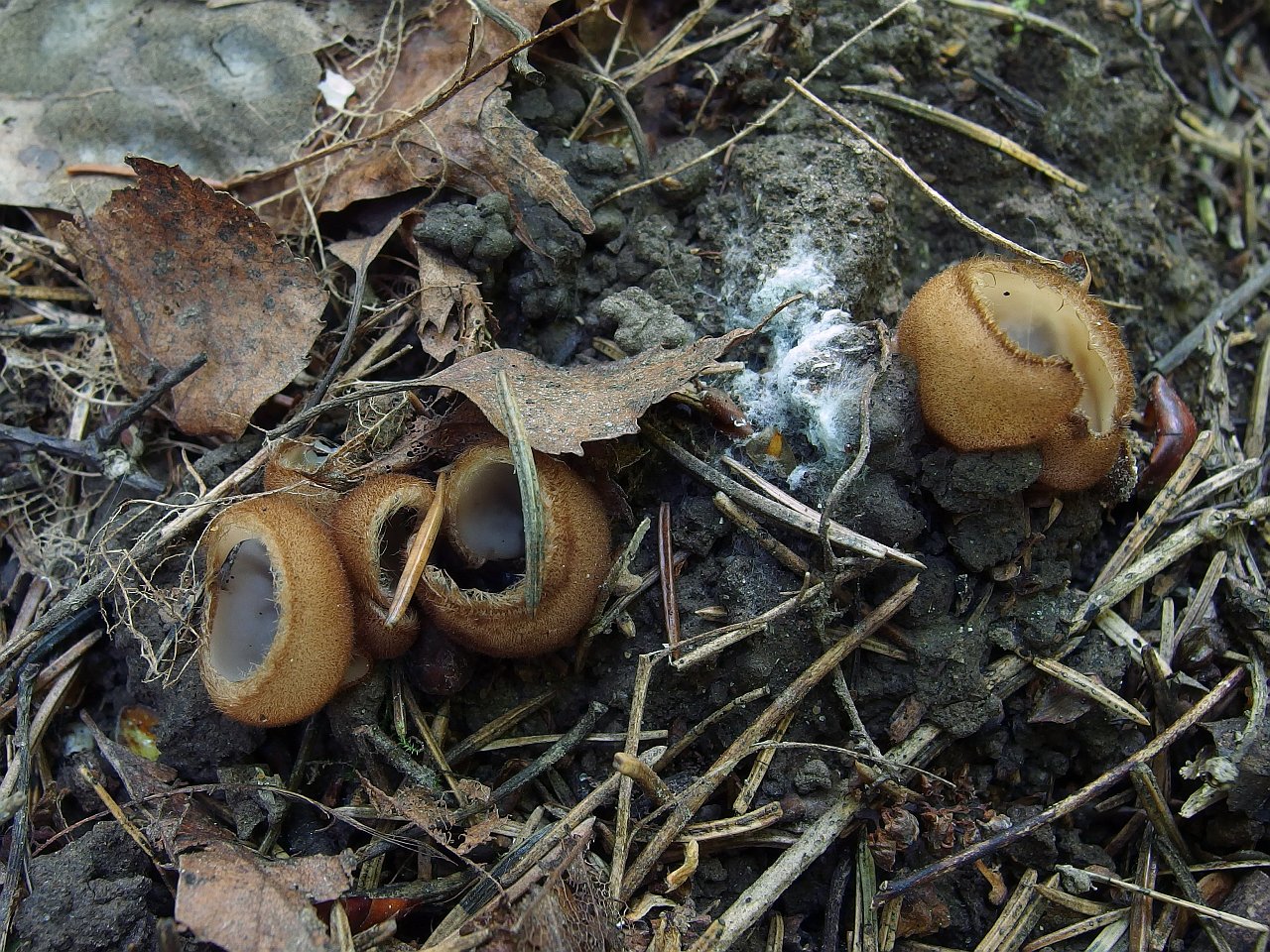 Humaria hemisphaerica