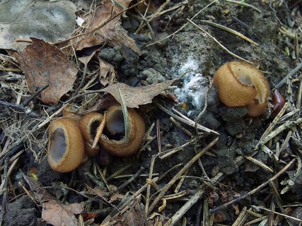 Humaria hemisphaerica