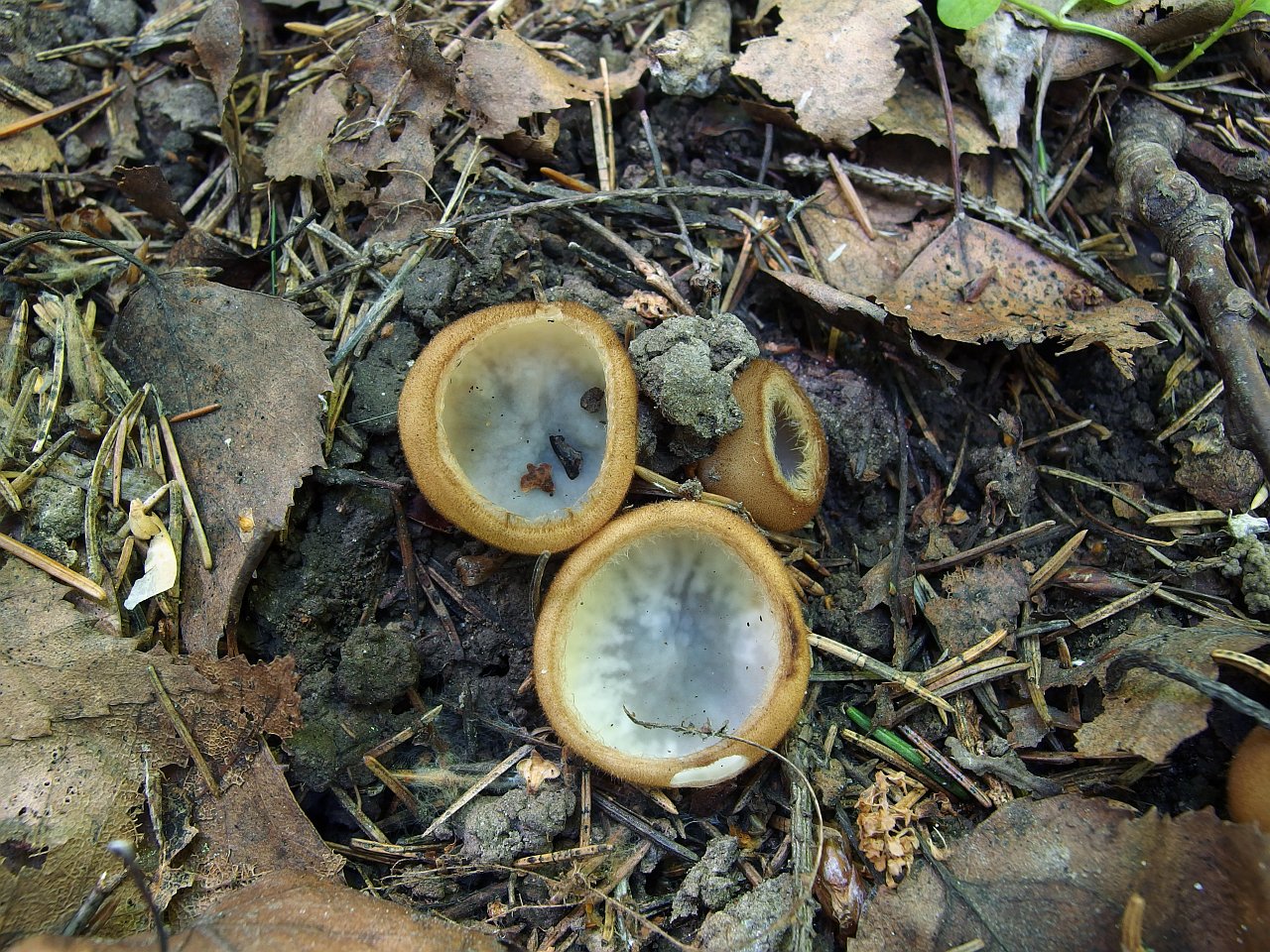 Humaria hemisphaerica