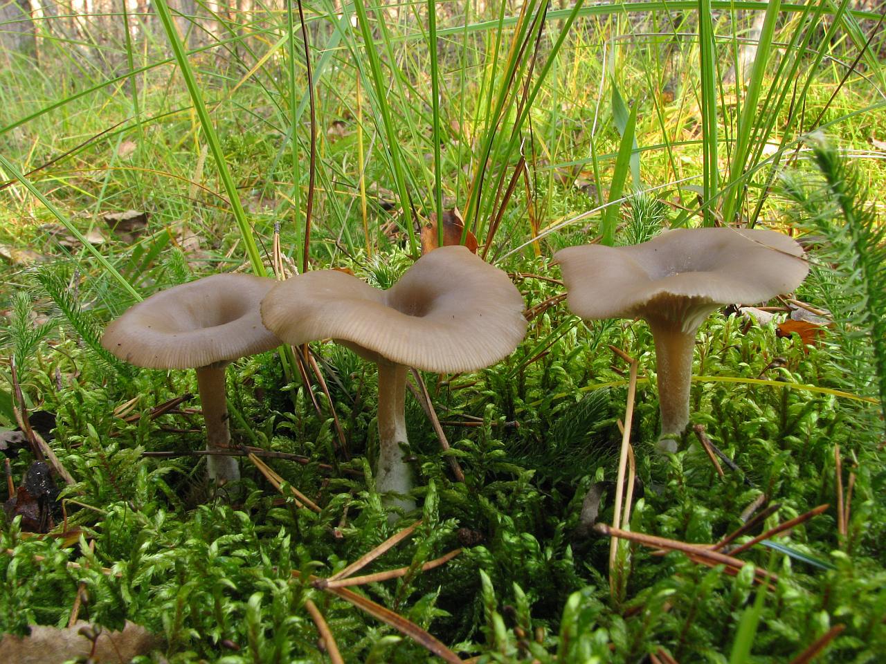 Clitocybe vibecina