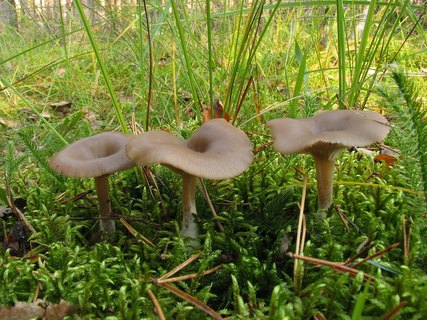 Clitocybe vibecina