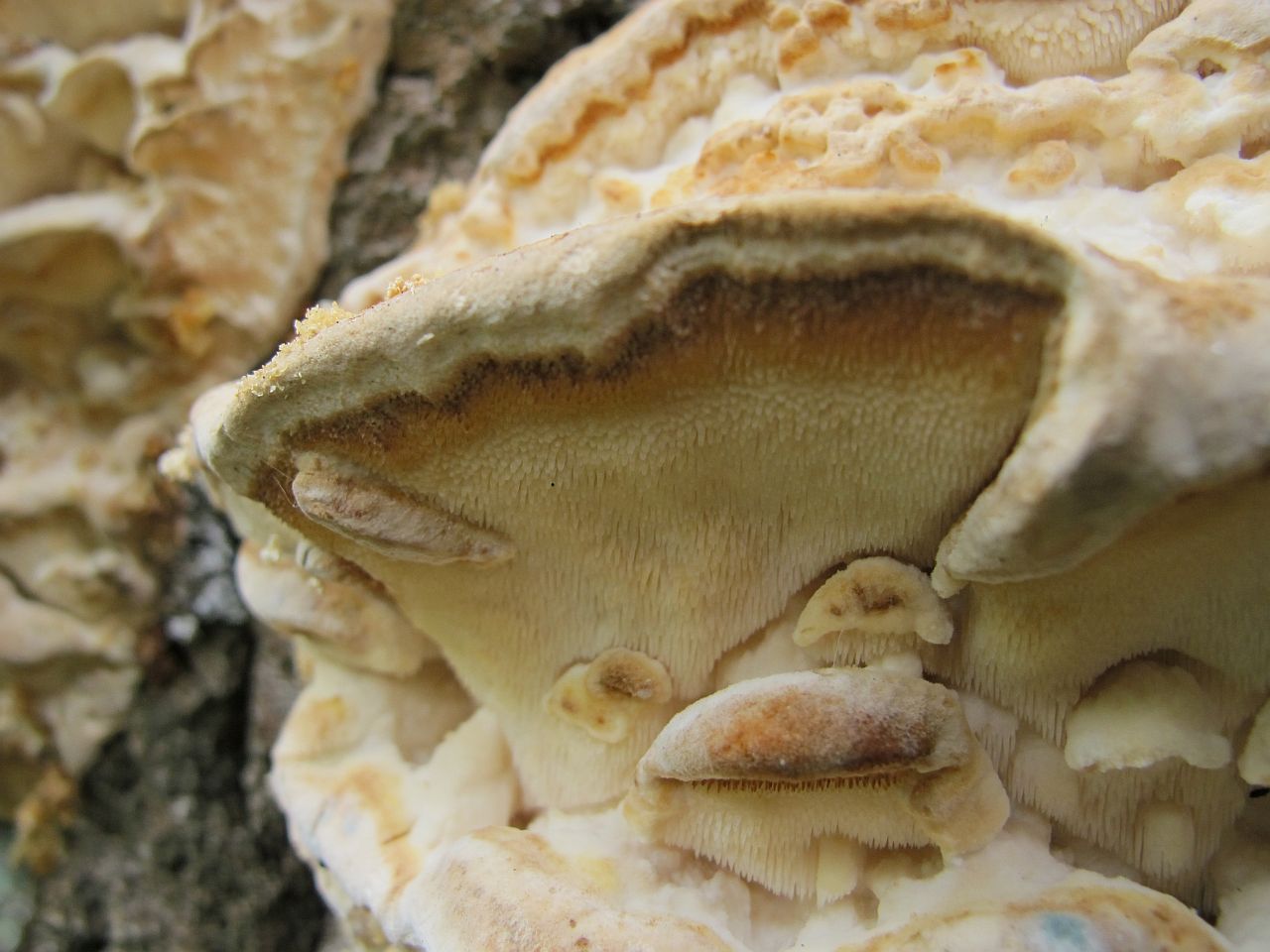 Climacodon septentrionalis