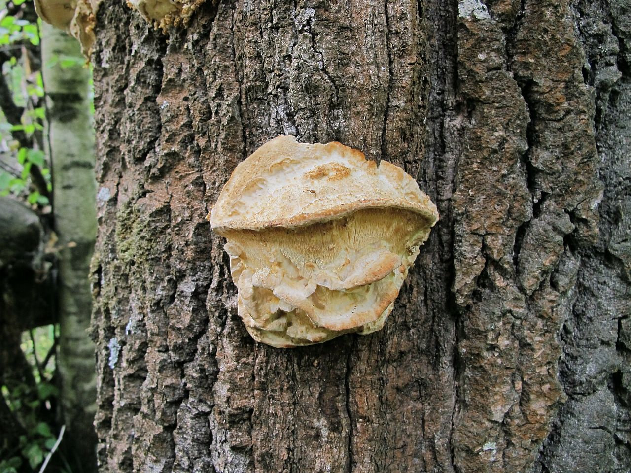 Climacodon septentrionalis