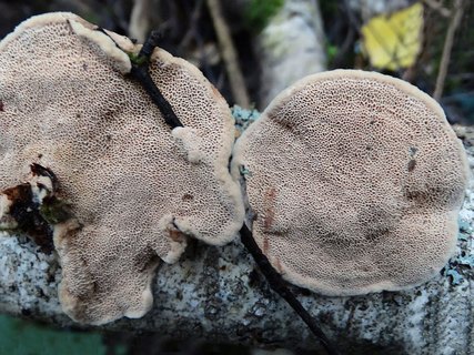 Hapalopilus rutilans