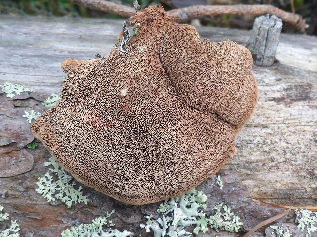 Hapalopilus rutilans