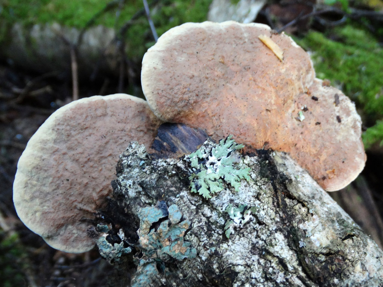 Hapalopilus rutilans