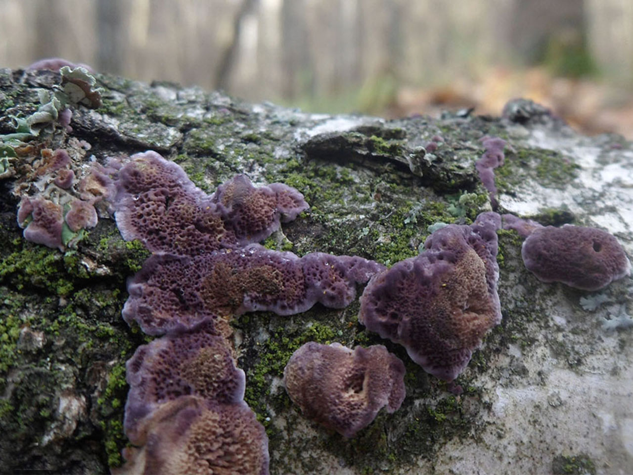 Trichaptum biforme
