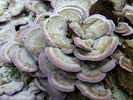 Trichaptum biforme