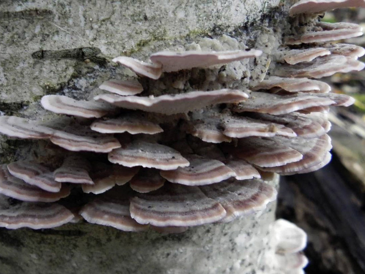 Trichaptum biforme