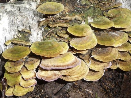 Trichaptum biforme