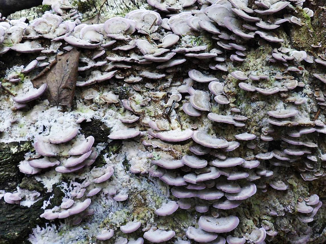Trichaptum biforme