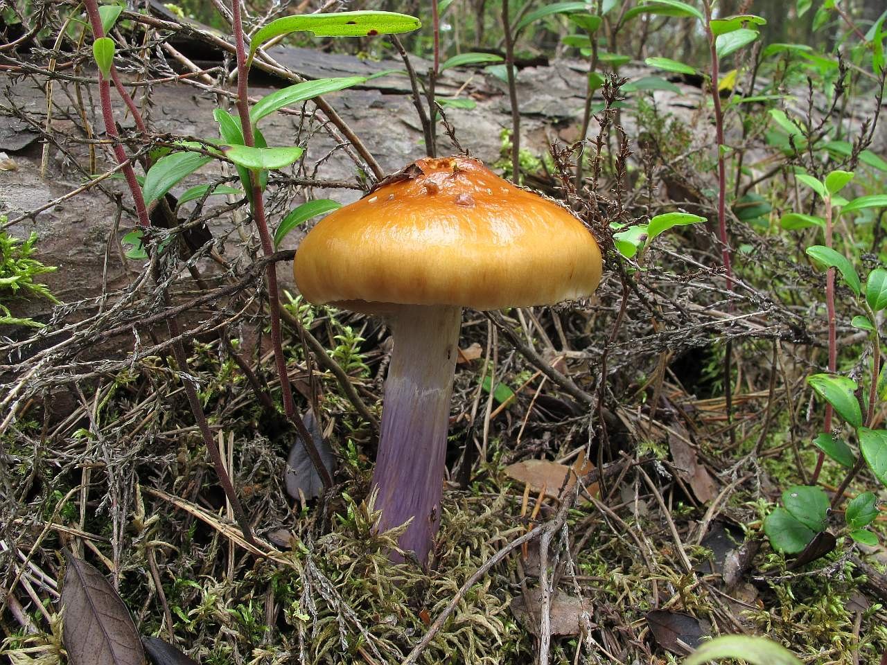 Cortinarius stillatitius