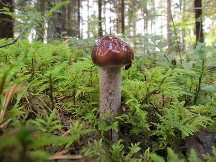 Cortinarius collinitus