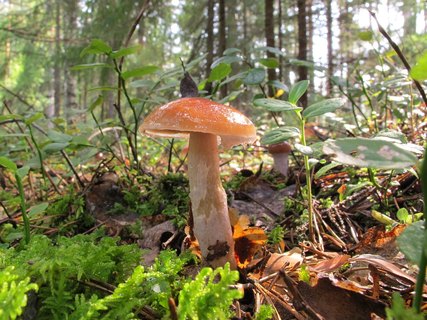 Cortinarius collinitus