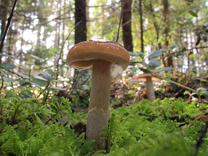 Cortinarius collinitus