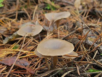 Clitocybe vibecina