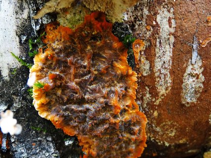 Phlebia radiata