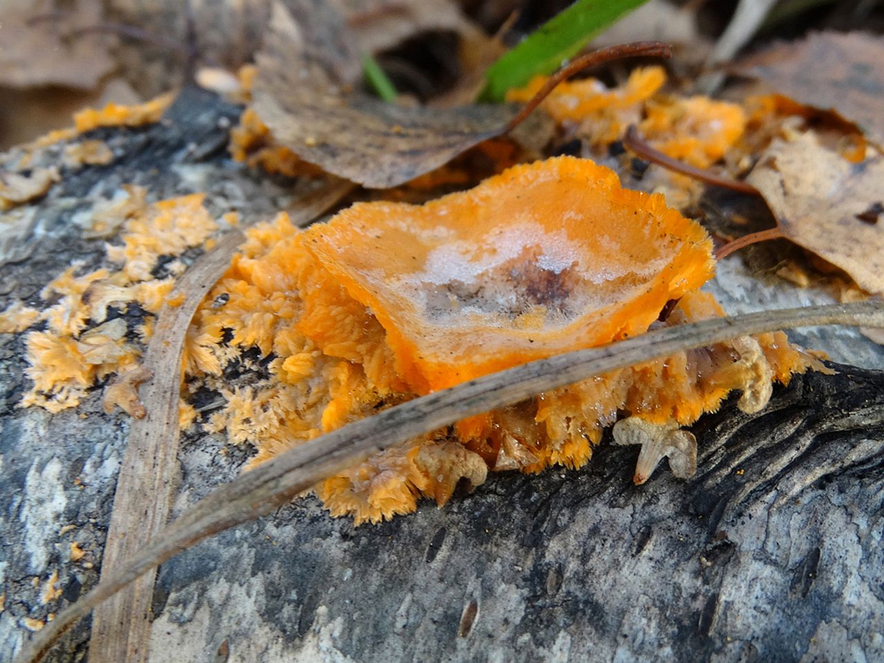 Phlebia radiata
