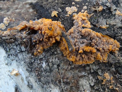 Phlebia radiata