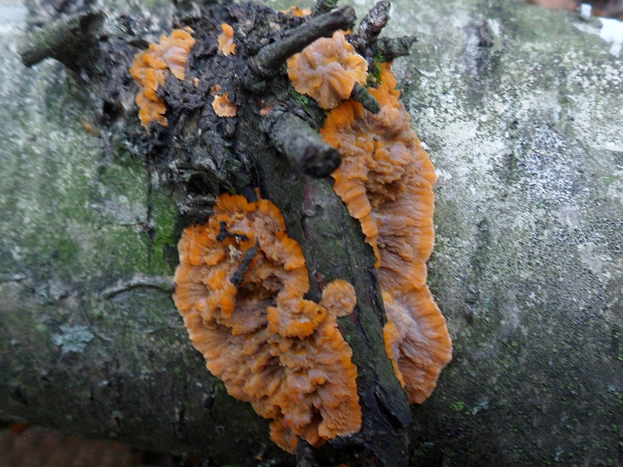 Phlebia radiata