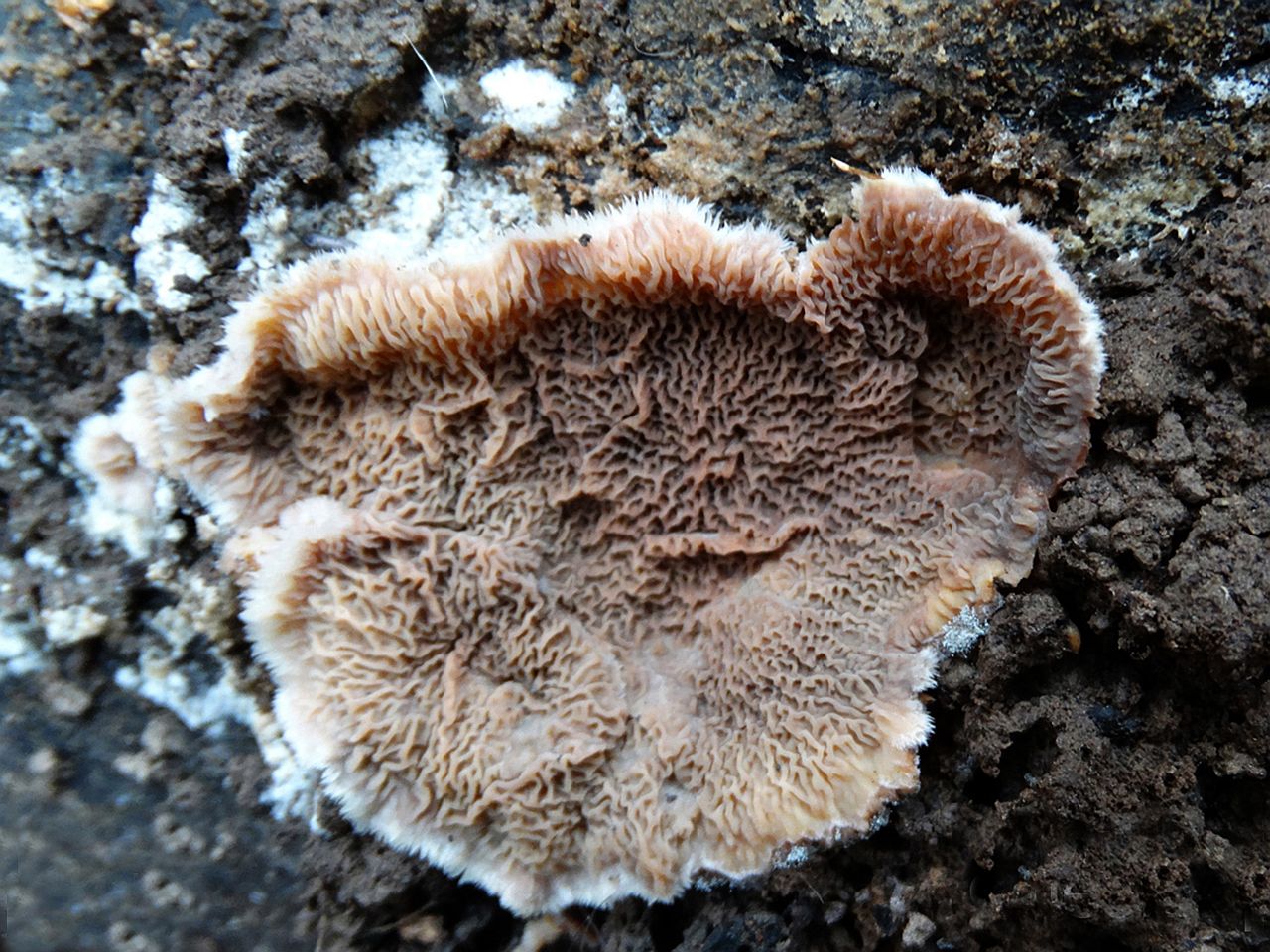 Merulius tremellosus