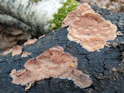 Merulius tremellosus