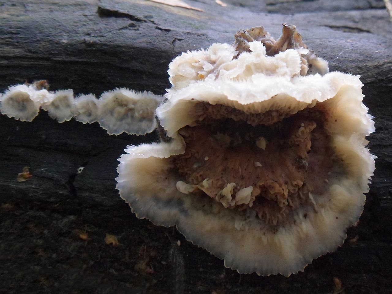 Merulius tremellosus