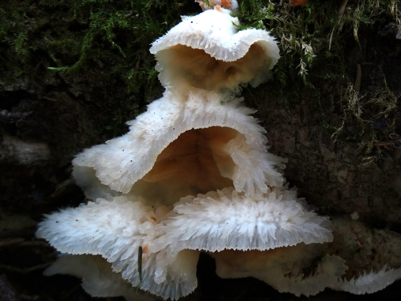 Merulius tremellosus