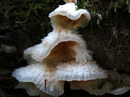 Merulius tremellosus