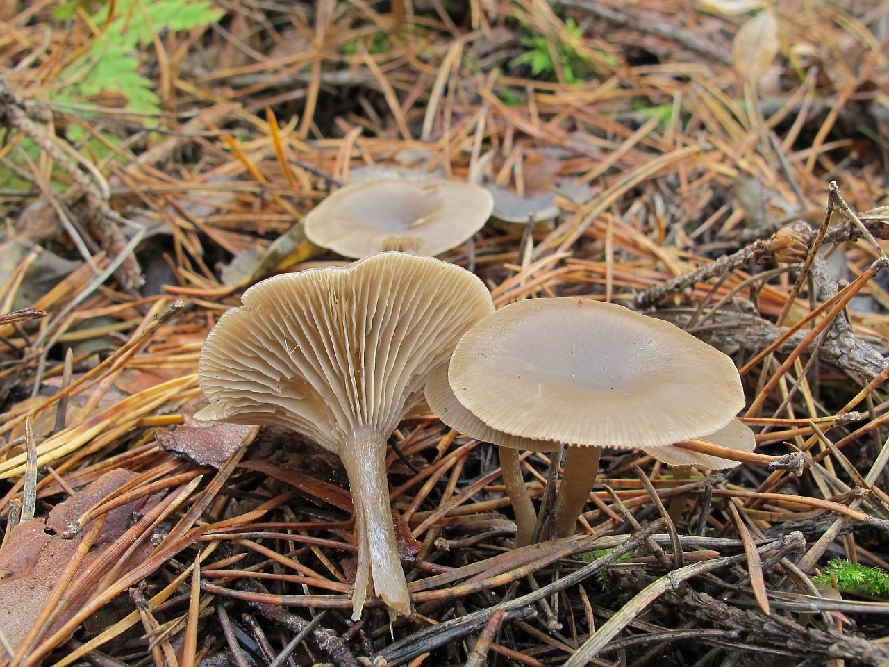 Clitocybe vibecina