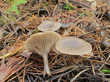 Clitocybe vibecina