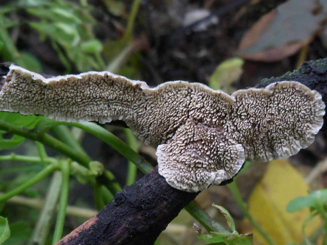 Radulomyces molaris