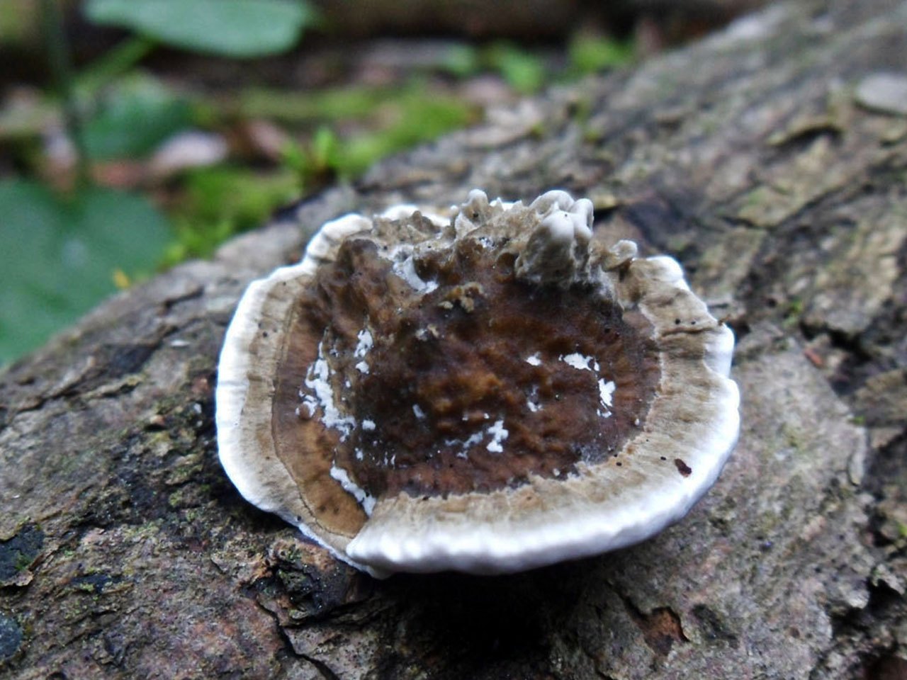 Trametes gibbosa