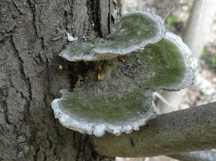 Trametes gibbosa