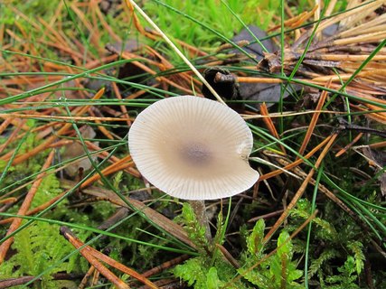 Clitocybe vibecina