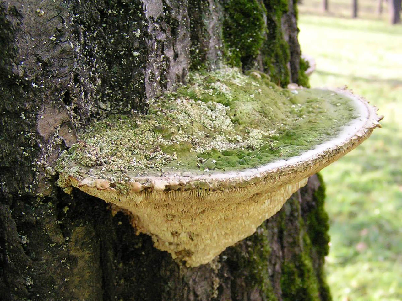 Trametes gibbosa