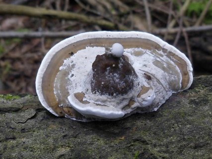 Trametes gibbosa