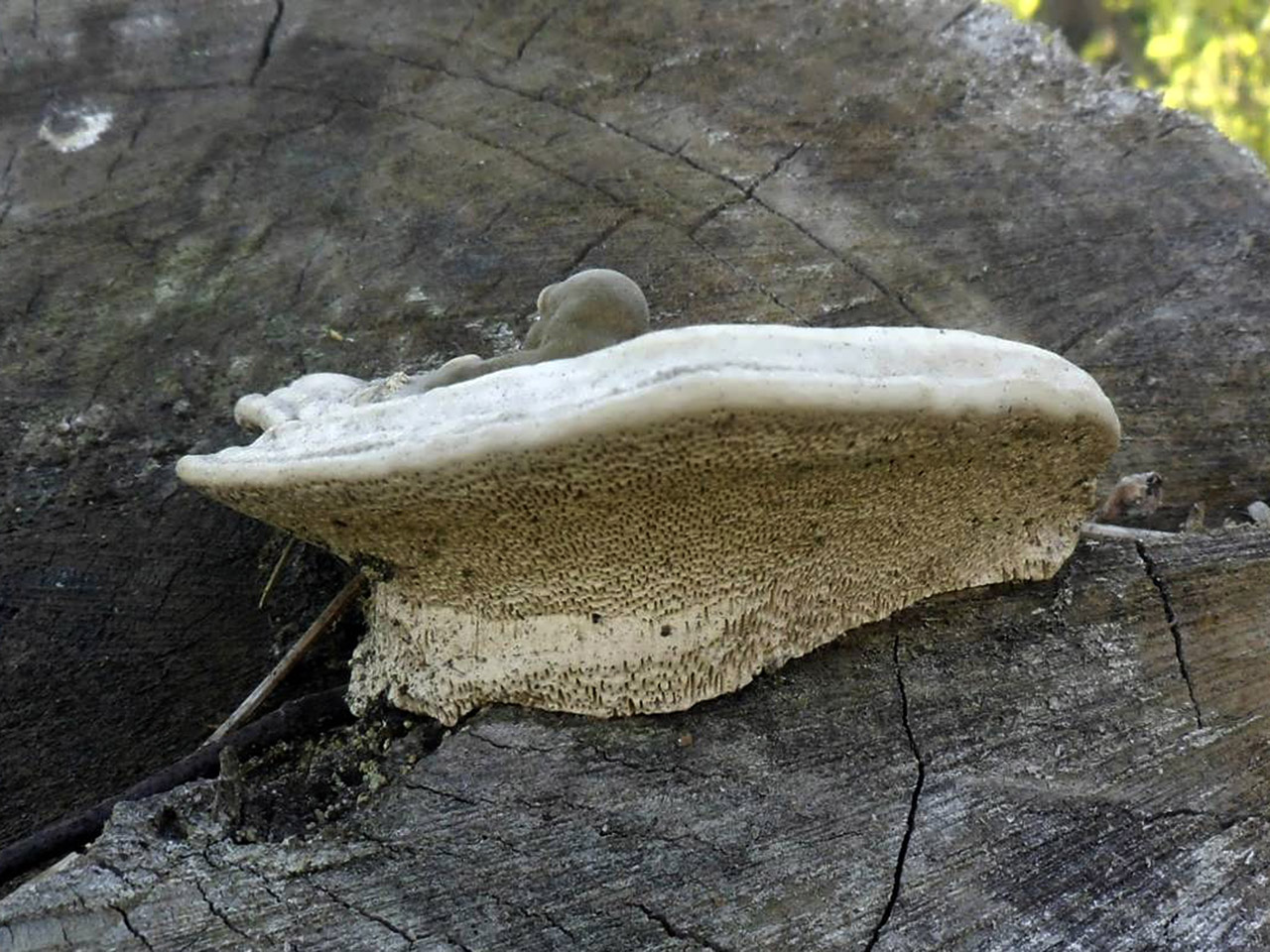 Trametes gibbosa