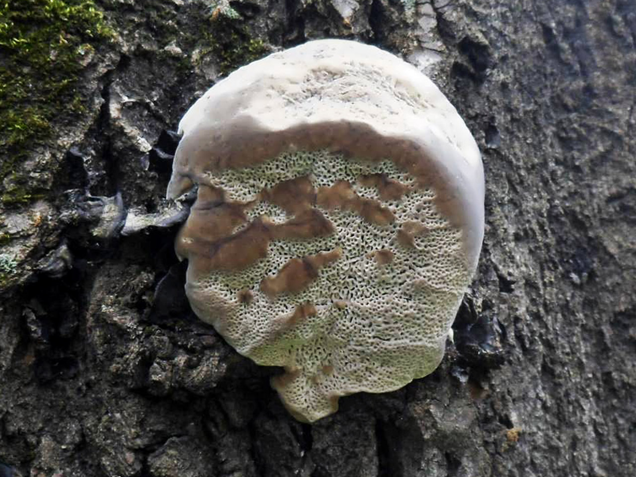 Trametes gibbosa