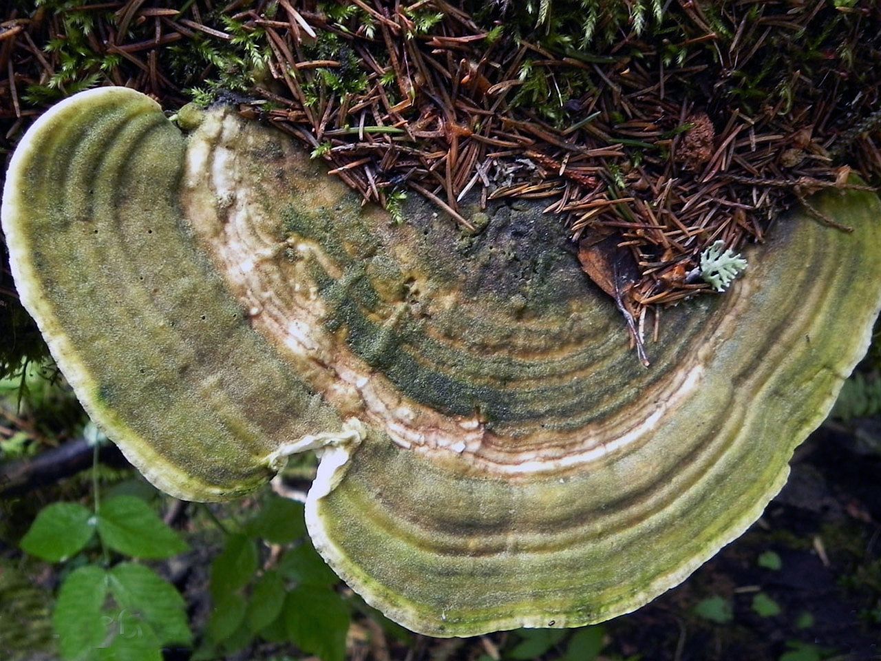 Trametes gibbosa
