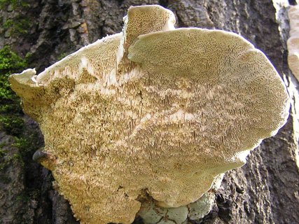 Trametes gibbosa