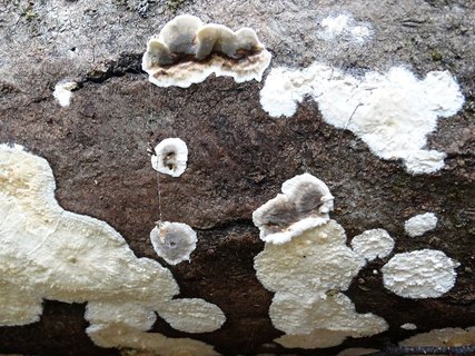 Bjerkandera adusta