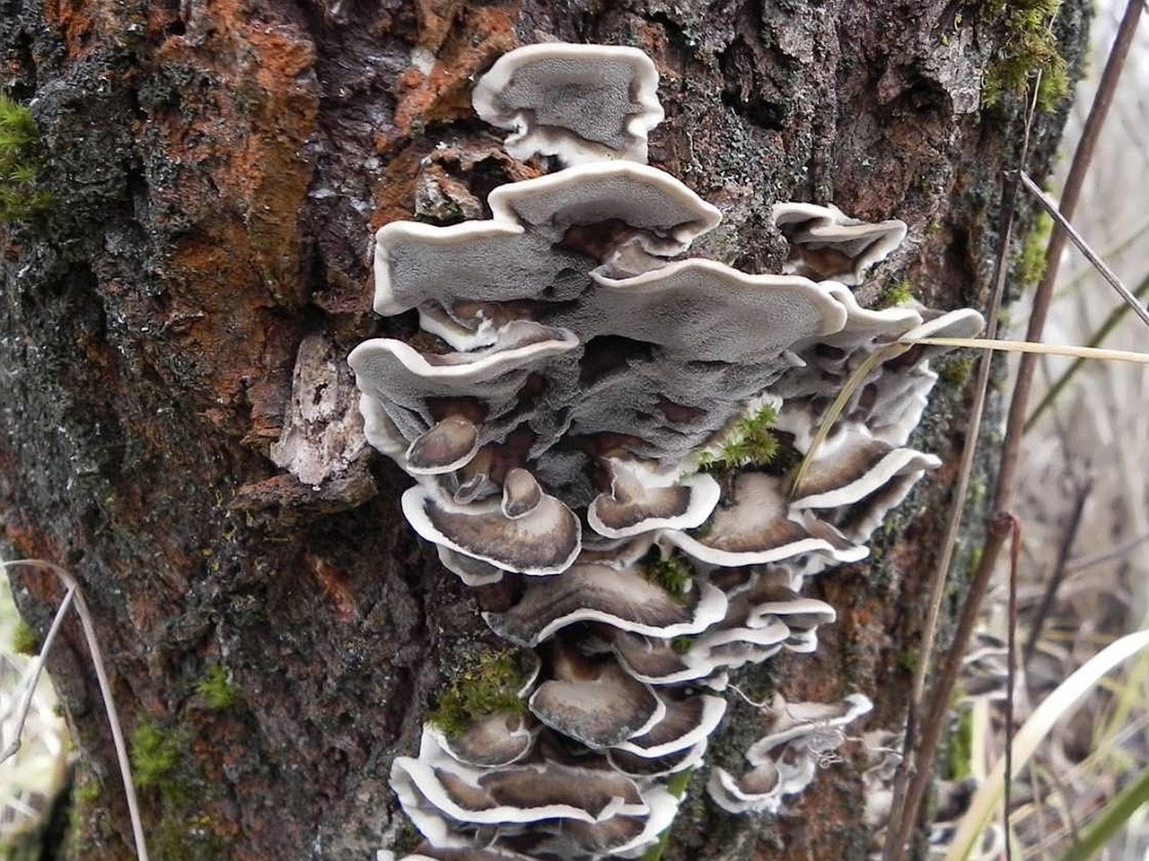 Bjerkandera adusta